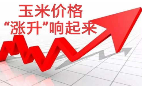 做玉米期貨盈利難嗎？玉米期貨漲5
