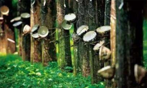 天然橡膠期貨波動(dòng)金額大不大？